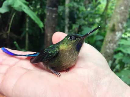 I held a hummingbird in my hand today The Accidental Birder