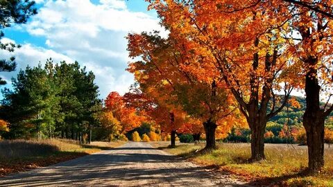 Скачать 1366x768 осень, дорога, деревья, листья, желтые, тен