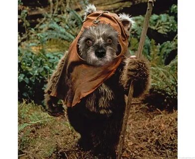 toto ewok Face Swap Online