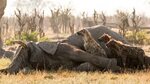 Hyena crawls out of elephant carcass - YouTube