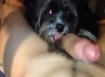 Dog Licks My Ex Until He Cums GayBeast Rip - Animal Dude - E