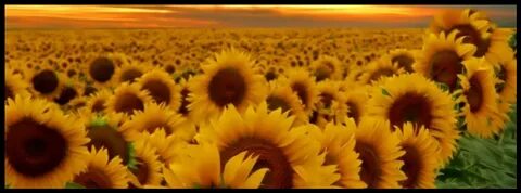 Sunflowers Cover Pictures With Quotes. QuotesGram Cover pics