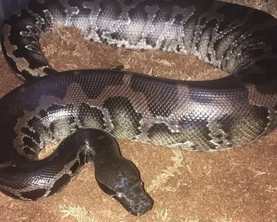 Sumatran Short-Tailed Python - Facts, Diet, Habitat & Pictur