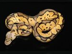 Clown Pastel - Morph List - World of Ball Pythons