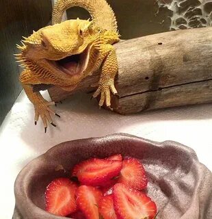 bearded dragon won't eat greens, but she will eat strawberri