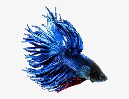 Betta Bettafish Bettasplendens Fish Blue Red Black - Blue PN