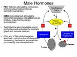 Reproductive Organs and Hormones - ppt download