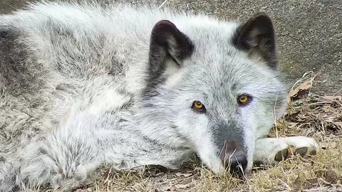 Wolf Conservation Center Twitter'da: "A wolf's eyes have the