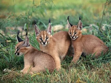 Caracal Cat For Sale In India - All Things About Pets