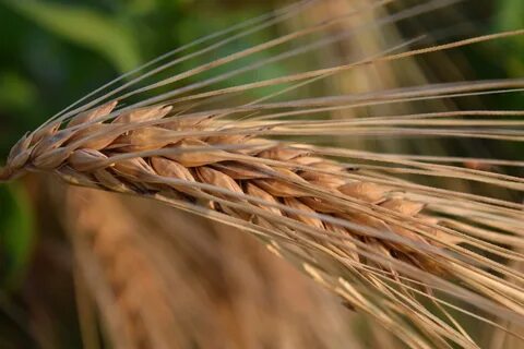 Free Images : nature, field, ripe, crop, ear, agriculture, c