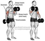 Dumbbell curl exercise instructions and video Weight Trainin
