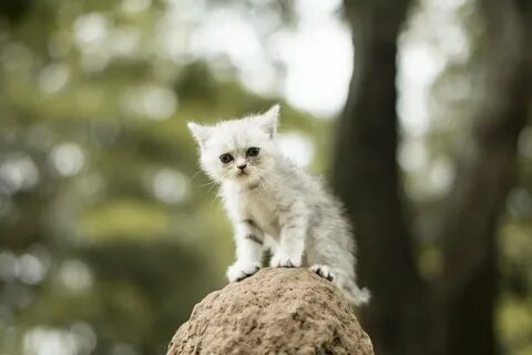 Ласковый котик (64 фото)