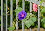 Free Images : nature, blossom, leaf, purple, petal, bloom, g