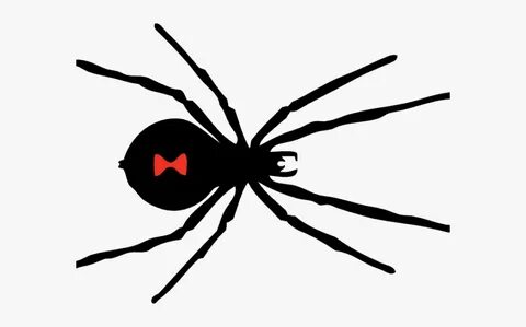 Black Widow Spider Drawing Easy , Free Transparent Clipart -
