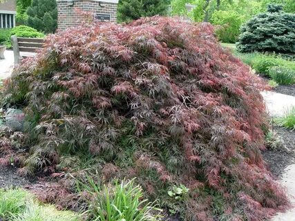 How can I start a new weeping Japanese maple tree? 