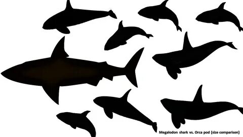 Megalodon Vs Orca Killer Whale: Who Would Win? by Max Hawtho