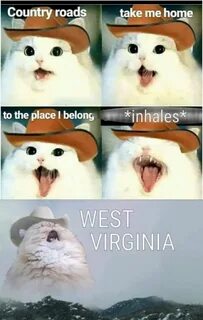 Cowboy cat Memes engraçados animais, Memes engraçados do cão