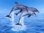 Jumping dolphins - Instamoz Photo sharing