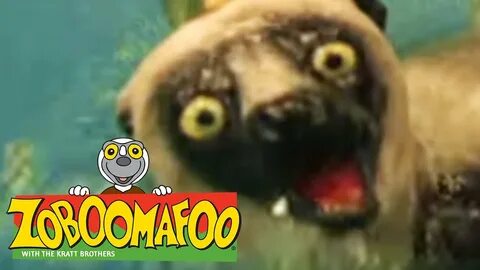 🐒 Zoboomafoo 🐒 119 Running - Full Episode Kids TV Shows - Yo