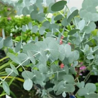 Egrow 50 Pcs/Pack Eucalyptus Seeds Silver Dollar Tree Eucaly