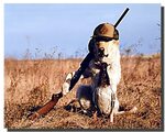 Dog Gone Hunting Poster Animal Posters Dog Posters