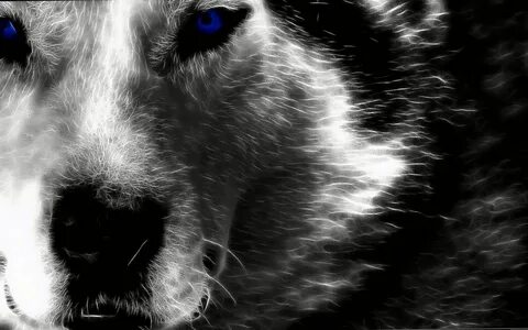 Alpha Wolf HD Wallpapers - Wolf Background Images