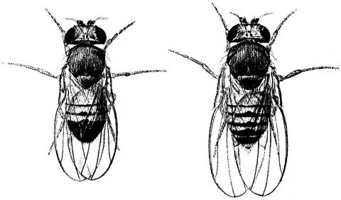 Male and female fruit flies (male on left) .