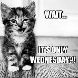 #wednesday #weekdays #memes #humor #quotes #fun Wednesday me