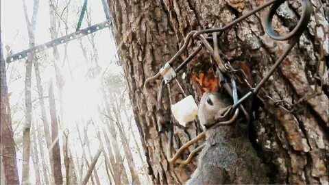 How to set a Tree Set trap for Squirrel - Conibear 110 - You