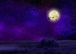 HD desktop wallpaper: Birds, Night, Moon, Dark, Starry Sky, 