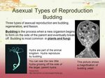 Types of Reproduction. - ppt video online download