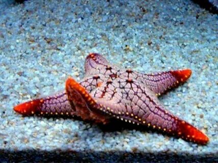 Pin by Victoria Edna on starfish Starfish, Sea creatures, An