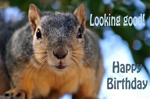 Birthday,happy birthday,greeting,squirrel,squirrels - free p