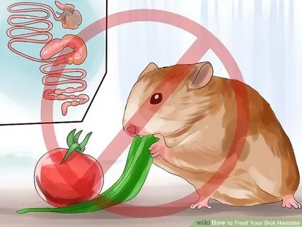 3 Ways to Treat Your Sick Hamster - wikiHow