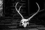 Grayscale Photo of Skull With Antler - Free Stock Photo