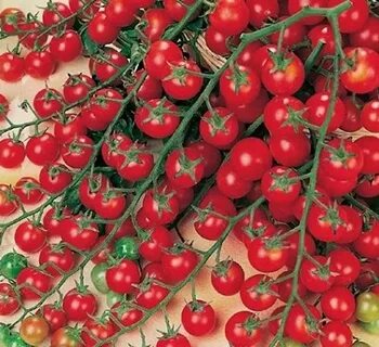 Amazon.com: sweet million tomato seeds