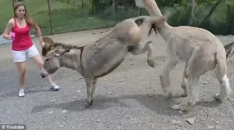 All mine! The moment a greedy donkey kicked a friendly llama