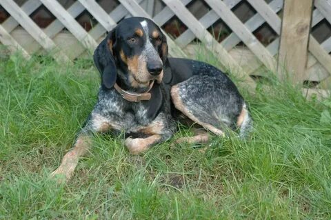 The Bluetick Coonhound - Easy Going and Devoted