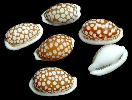 CYPRAEA CRIBRARIA Sea shells, Shells, Cowrie shell