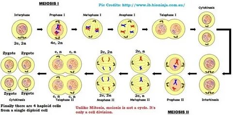 Meiosis Mitosis - Meiosis Comparison - PMF IAS