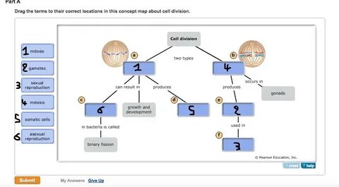 Meiosis Concept Map Answers Campus Map