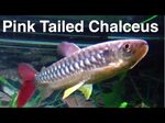 Pink Tailed Chalceus Care - RARE Fish - YouTube
