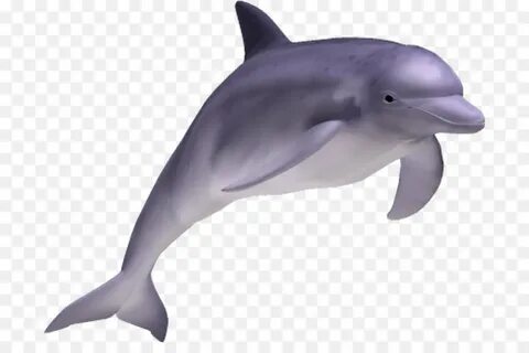 полосатый Дельфин, афалина, общие Shortbeaked Дельфин