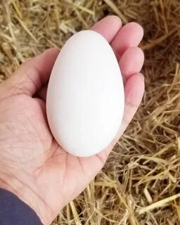 Knall Missbrauch Armut size of canada goose eggs ungesund Hi