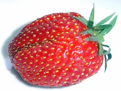ფაილი:Strawberry gariguette DSC03063.JPG - ვიკიპედია