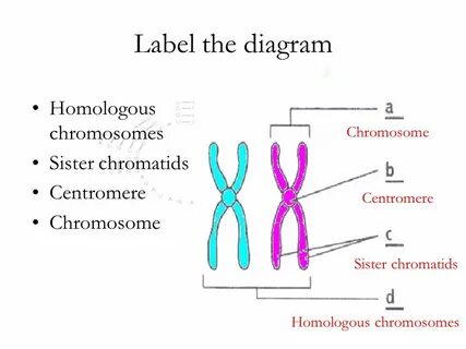 How many chromosomes do humans have? - ppt video online down