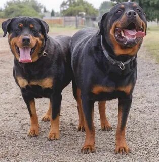 rottweiler and boerboel mix breed Online Shopping