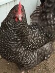 Cuckoo Marans Hen Bird breeds, Raising backyard chickens, Ch