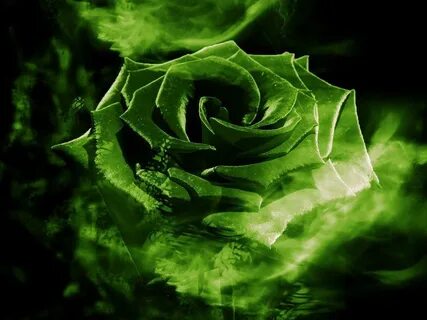 Green Rose Wallpaper