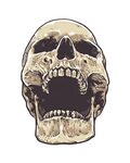Anatomic Grunge Skull 338238 Vector Art at Vecteezy